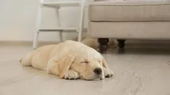 Varför hundar snurrar runt innan de somnar: orsakerna till detta roliga ritual