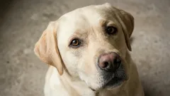 De 7 snällaste hundraserna: veterinärer rekommenderar dem till förstagångsägare