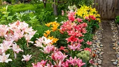 Liljorna kommer att blomma rikligt hela sommaren om du följer dessa viktiga regler när du planterar