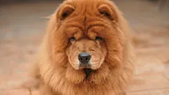 De 7 bästa hundraserna: vilka hundar anses ha längst livslängd?