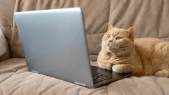 Vad ser katter och hundar när de tittar på TV? Intressanta fakta om ditt husdjurs syn