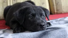 Vad tänker och känner hunden när du lämnar den ensam hemma?