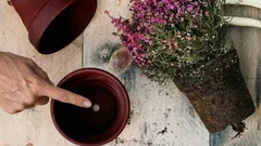 Varför är hålet i botten av blomkrukan så viktigt för växternas hälsa?