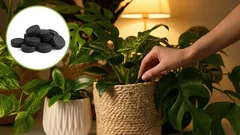 Ge nytt liv åt vilken blomma som helst: prisvärd växtnäring baserad på aktivt kol