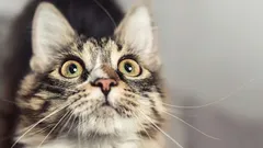 Vilka tecken visar katter innan en olycka drabbar ditt hem – var på din vakt