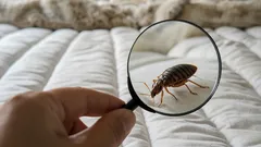 Så kontrollerar du om du har vägglöss hemma: tecken att hålla utkik efter
