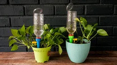 Så håller du dina krukväxter vid liv: praktiska tips för vattning i hemmet