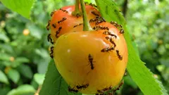 Så blir du av med myror på din tomt utan kemikalier – utan risk för miljön eller din familj