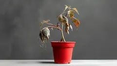 Ett enkelt hemmetod för att återuppliva vissna växter – 3 ingredienser som du redan har i köket.