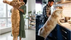 Ömsinta jättar: namnen på de största kattraserna du kan ha hemma