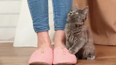 De vanligaste anledningarna till att en katt ständigt följer efter sin ägare