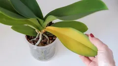 Varför blir orkidéblad plötsligt gula: 9 vanliga orsaker och lösningar på problemet