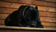 Namn på de sex modigaste hundraserna som blir trogna husdjur