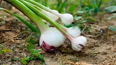 Samplantera vitlök: 6 växter som trivs bredvid och gör landet friskare