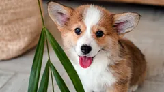 Så känner du igen att din hund är lycklig: experternas 6 viktigaste tecken