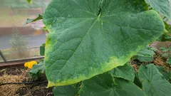 Till alla trädgårdsodlare: Vad du måste göra omedelbart om du upptäcker att gurkbladen gulnar i kanterna