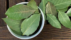 Varför lägger folk en lagerblad i krukorna med krukväxter?