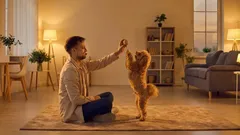 Varför har hunden slutat leka? 4 vanliga orsaker och vad ägaren bör göra