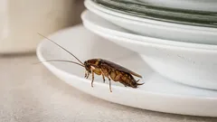 Det här gör 99 % av alla – därför dyker kackerlackor upp även i en välstädad lägenhet