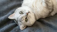 Till vilken ålder växer katter?