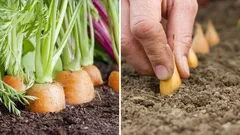 Vad ska man plantera intill morötter för att hålla skadedjur borta och förbättra skörden?