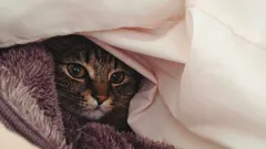 Vid vilken temperatur fryser katter – och känner de ens kylan?