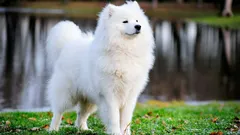 Åtta sällsynta hundraser bland världens dyraste: egenskaper och intressanta fakta