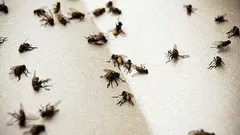 Det kommer inte längre att finnas myggor i ditt hem: ett billigt huskur med vin hjälper