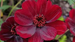 En växt med chokladdoft som få känner till.