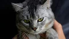 Intressanta fakta om varför katter inte accepterar andra katter i sitt revir