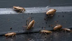 Vad du först ska göra om du ser en kackerlacka: 8 steg du måste ta direkt