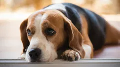 Vad känner din hund när du skriker på den, enligt experter?