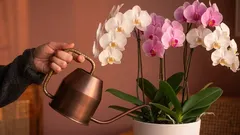 Det vanligaste misstaget de flesta gör när de sköter krukväxter
