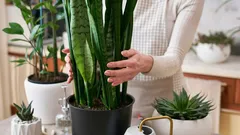 Så blir du av med mögel hemma: 5 krukväxter som hjälper mot hög luftfuktighet