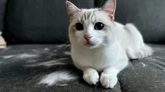 Utan dammsugare och klibbande rulle: ett smart knep för att hålla möblerna fria från kattpäls.