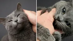 Varför är katten först snäll och vänlig men plötsligt biter: intressanta fakta om fenomenet