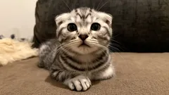 De här katterna älskar sina ägare – tre av de mest tillgivna raserna för barnfamiljer